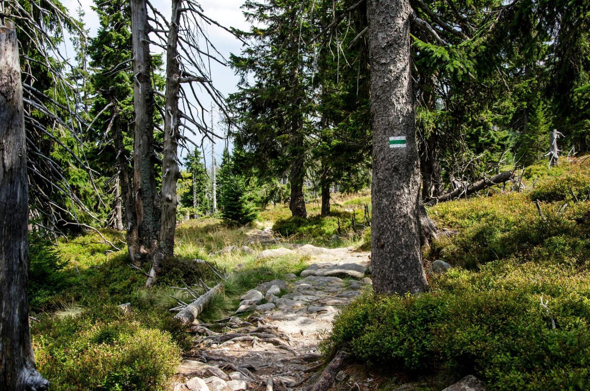 Elements Hotel&Spa Świeradów-Zdrój Εξωτερικό φωτογραφία The trail near the summit of Mount Si